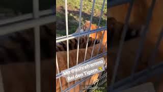 Capital Bra & Ashraframmo Bei Kontras Tiger