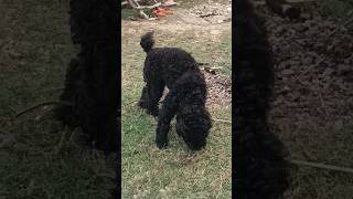 small dog PUTIN look Lovely