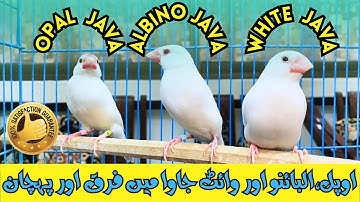 DIFFERENCE AND RECOGNITION IN OPAL JAVA , ALBINO JAVA AND WHITE JAVA