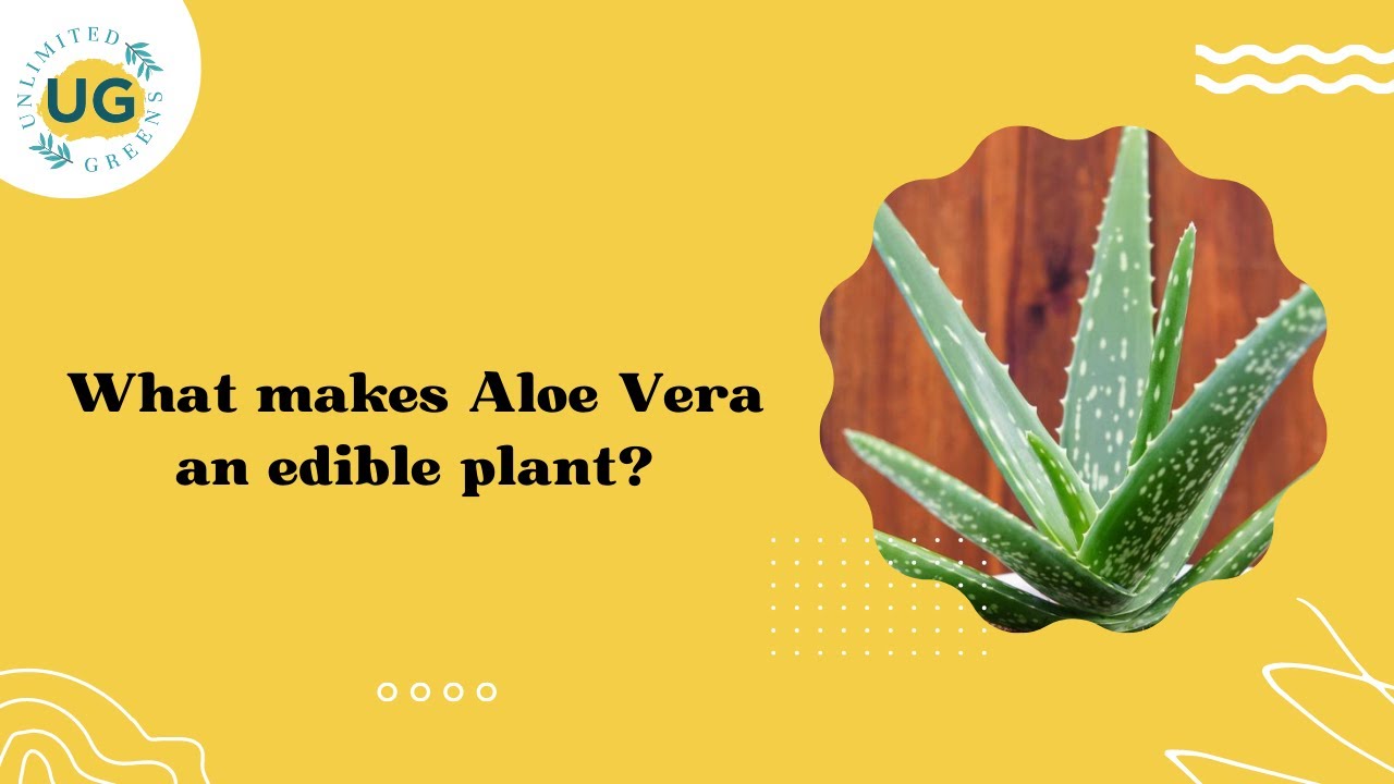 raw agave nectar ORGANIC FAIR TRADE BLUE AGAVE NECTAR