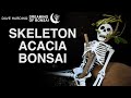 Skeleton Acacia Bonsai Prune, November 2025