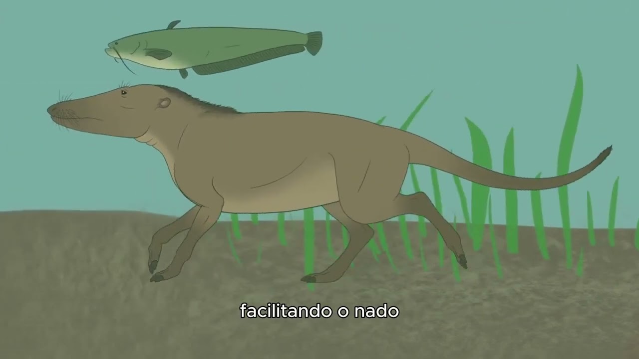 Da Terra ao Mar  - O Caminho invertido das Baleias