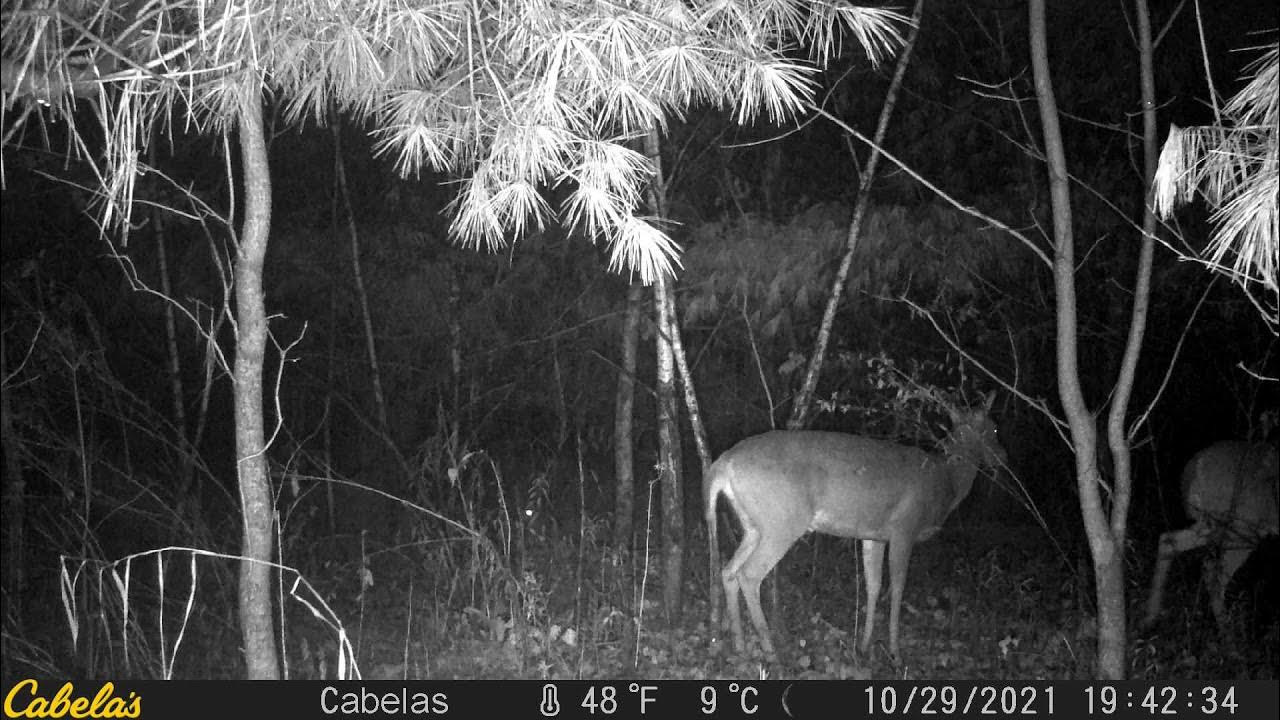 Watch A Deer Pee YouTube