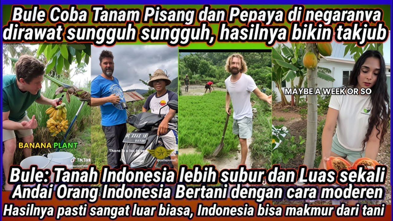 Bule Coba Tanam Pisang dan Pepaya di Negaranya, di pertanian moderen, hasilnya bikin takjub,