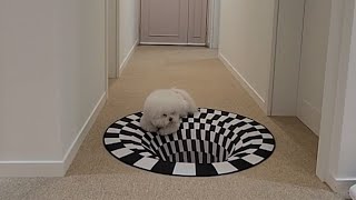 How Dog reacts like human to illusion mat