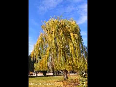   رقص بید مجنون باغ ملی گیاه شناسی تهران  