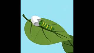 دورة حياة الفراشة - Butterfly life cycle #like #Butterfly life cycle #viral h #reels #اطفال #kids