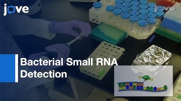 Locked Nucleic Acid Flow Cytometry-Fluorescence in situ Hybridization l Protocol Preview