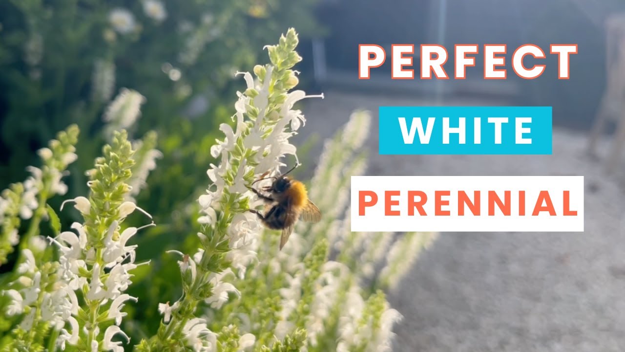 Salvia Nemorosa 'Alba' – Elegant White Perennial for Your Garden