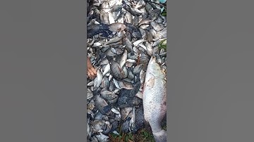 Cá, Thuốc Vuông Cà Mau#quehuongvlog#Shorts