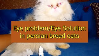 Eye Problem In Persian Cats || Cat Eye Care || Cat Eye Cleaning