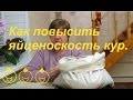 Способы повысить яйценоскость у домашних кур