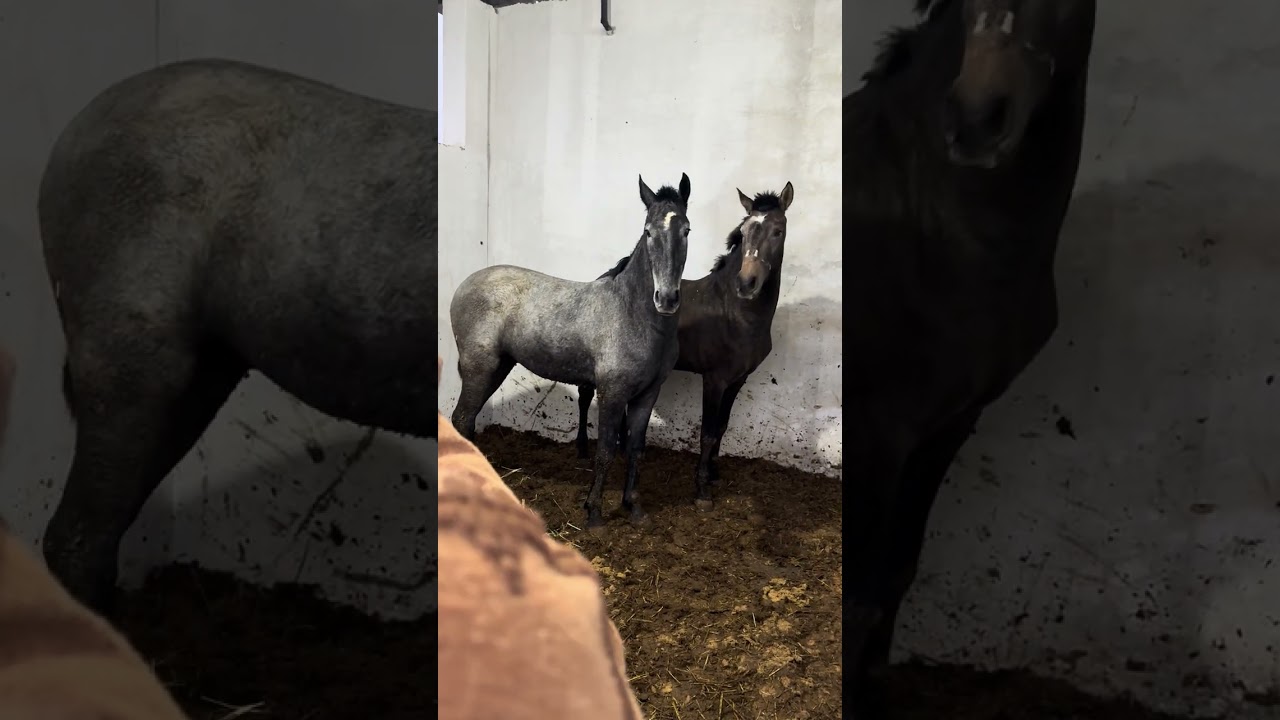 1 février 2026 أحصنة للبيع ولاية تلمسان كثرونا جام عمري