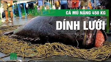 Ngư dân bắt được cá mú khổng lồ quý hiếm, nặng 450kg trên biển | VTC14