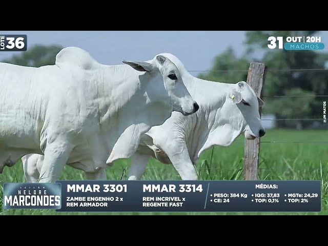 LOTE 36   MMAR 3314 3301