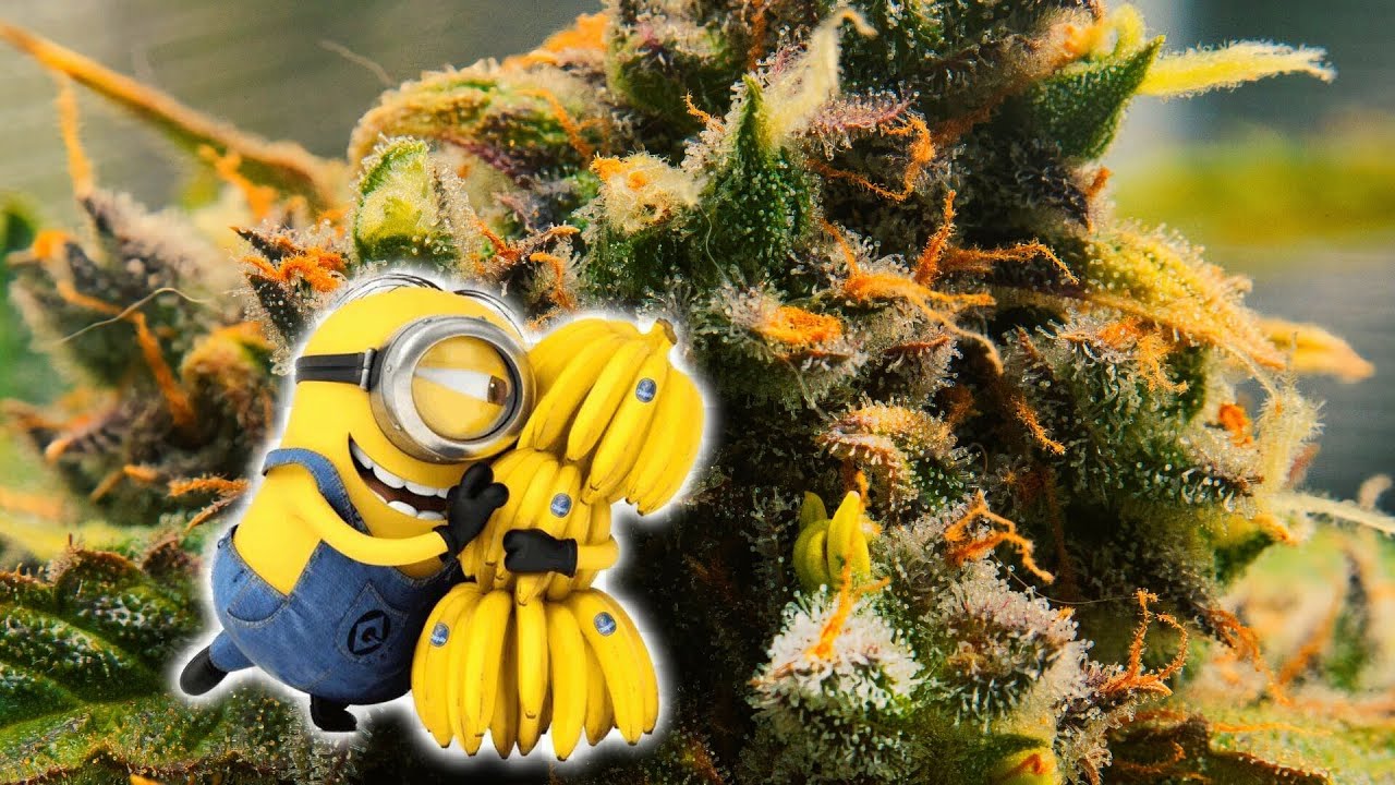 Mein Cannabis Anbau Tag 86 - The Shit is Bananas! Zwitter kurz vor der Ernte wegen Hitze Stress