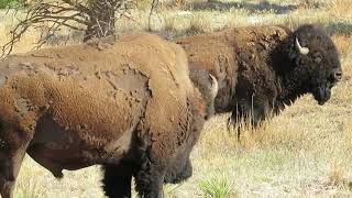 Buffalo at Badlands National Park  South Dakota