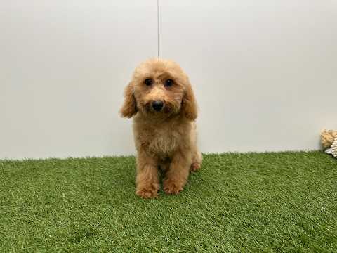 Video van Kruising Mannelijk Abricot - PUP-ID 032326359 | Dierenhof Debrabandere