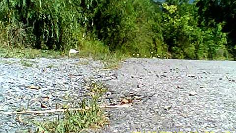 Exceed Infinitive EP Pro Brushless