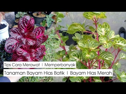 Video: Tumbuhan bersahaja - coleus. Tumbuh dari biji