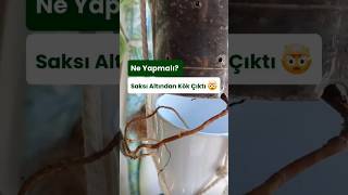 Saksı Altından Kök Çıktı