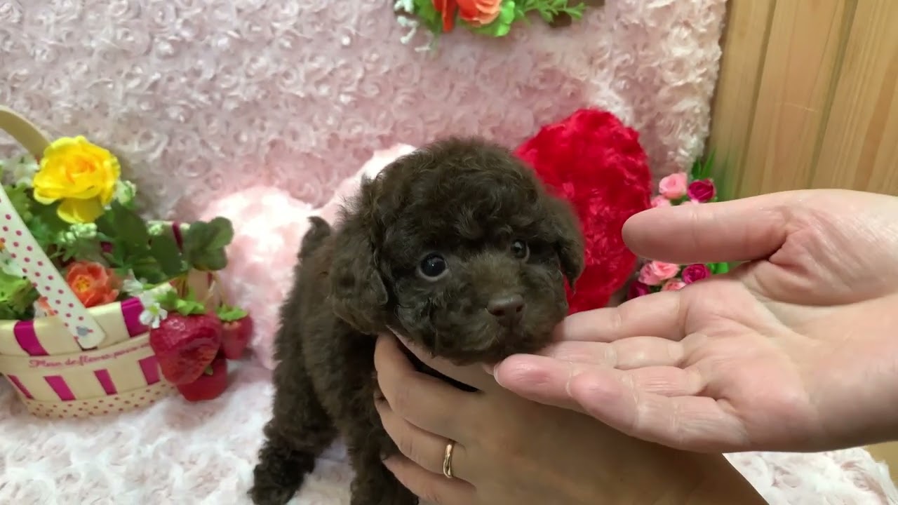 埼玉県のティーカッププードル 女の子 22 02 04生まれ ブラウン 子犬id ブリーダーナビ