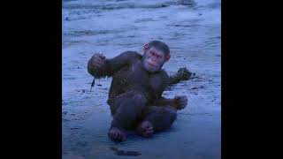 That Moment He Saved All Tribe War For The Planet Of The Apes 2017