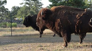 Ep. 199  Sound Advice for A Beginning Bison Rancher | Bison Health