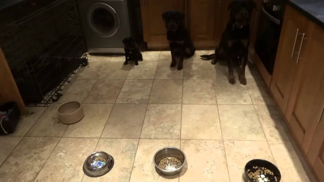 Triple dog - multiple emergency stop towards a food bowl - 2 ...