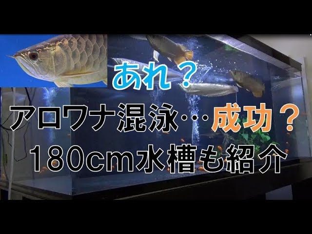 【アロワナ混泳】カイヤン　60㎝〜65㎝位 カイヤンの飼育方法（大きさ・水槽サイズ・餌・水温など） - ABYの