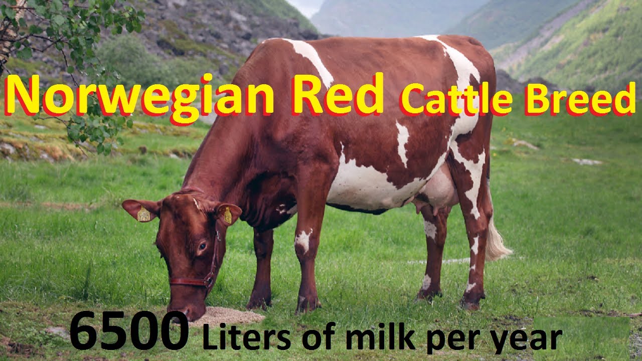 Best Cattle Breed For Milk Production In The World Norwegian Red