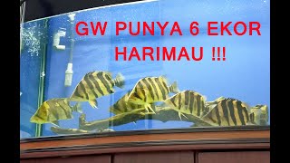 Tiger Fish Datnoids Bukan Ikan Untuk Pemula