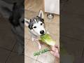 Husky or Rabbit? 🐺🥬