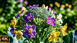 4K Beautiful Flower Blooming Soothing by Relaxing Music. screenshot 1