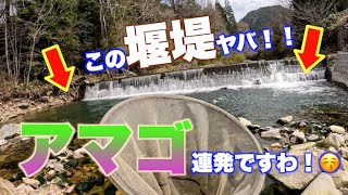 【４K高画質】秋神川でアマゴ連発！！この堰堤やばくない！？　2024　渓流釣り