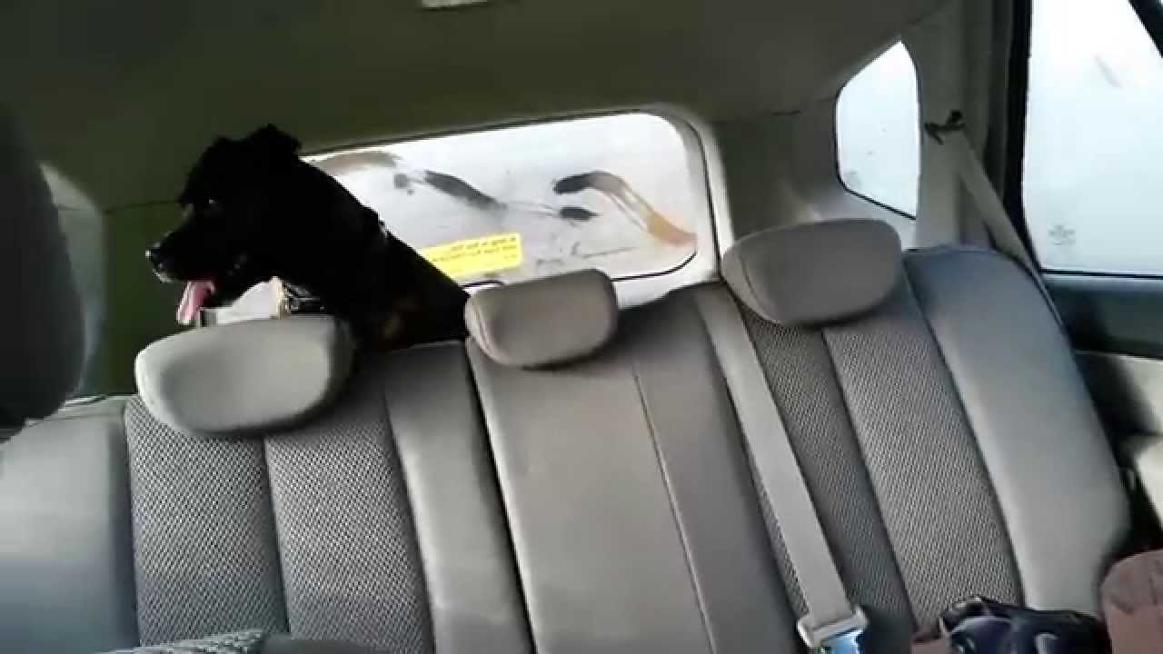 My dog goes crazy during car wash D YouTube