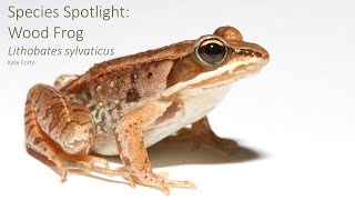 Species Spotlight: Wood Frog