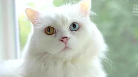 Video 5023821: white fluffy persian cat, cute fluffy persian cat, cat purr, cutest white cat, purring enjoying