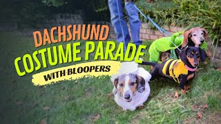 Dachshund Halloween Costumes on Parade (With Bloopers) by Dachshund Station 359 views 1 year ago 1 minute, 13 seconds