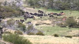 The last wild horses in Torres del Paine, Patagonia, Chile