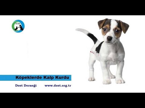 Video: ProHeart 12 Köpeklere Bir Yıl Kalp Kurdu Koruması Veriyor