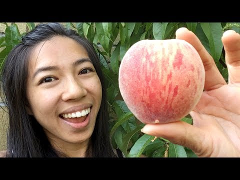 Video: Arctic Supreme Peaches – How To Grow An Arctic Supreme White Peach Tree