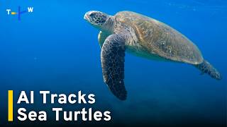 Information Crowdsourcing Meets Conservation in Taiwan’s AI Sea Turtle Monitoring Effort | TaiwanPlus News News