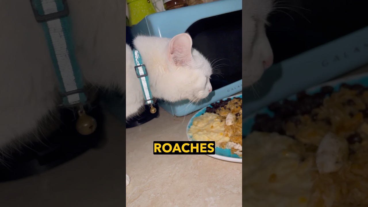 I Like To Eat Roaches With My Raviolis. Please No Judging! cute cat 