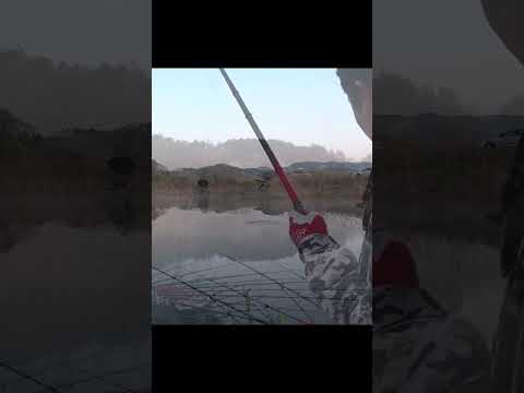 붕어낚시 챔질영상  #fishing #shorts  フナ釣り