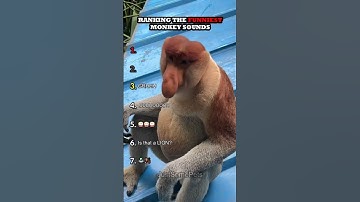 Thumbnail of Ranking The Funniest Monkey Sounds Part 2