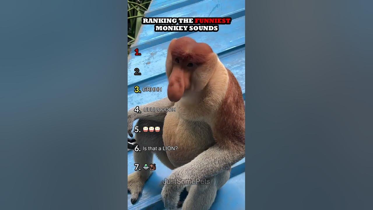 Ranking The Funniest Monkey Sounds Part 2
