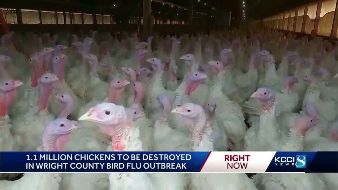 1.1 million birds in Iowa to be destroyed due to bird flu outbreak ...