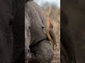 Nature's Tiny Doctor | Oxpecker Bird Cleaning a Rhino #4khdr #africansafari #aivideo