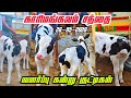26-05-2026 வளர்ப்பு கன்று குட்டிகள் காரிமங்கலம் சந்தை விலை நிலவரம்? #tn24_sakthi_vlogs 